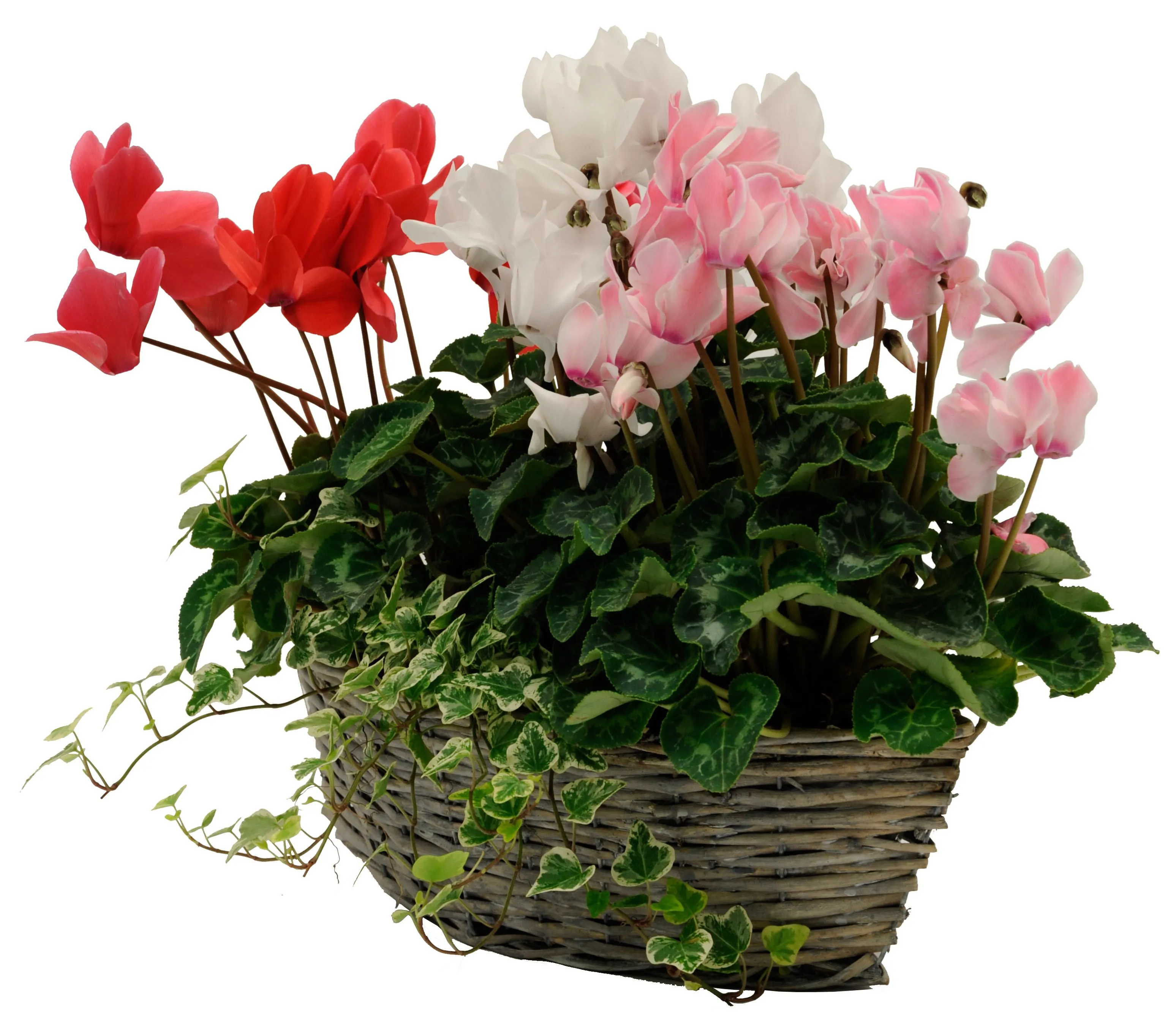 Cyclamen - Bulgaria