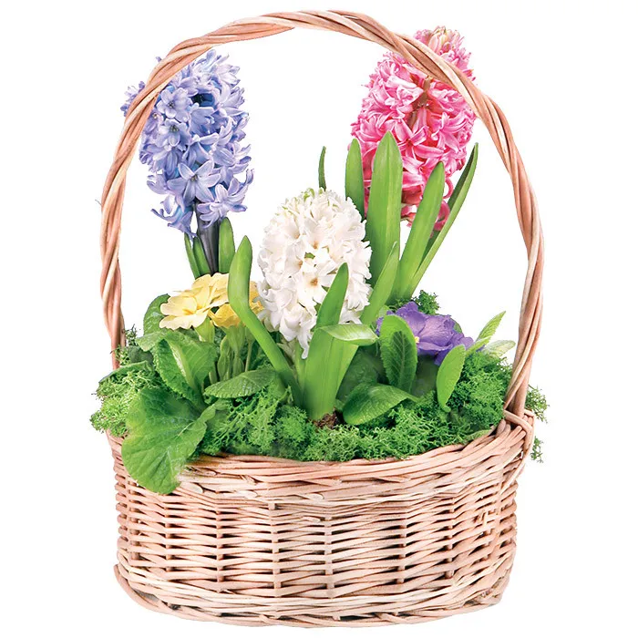 Colourful hyacinths and primroses in the basket, Composition Hyacinth