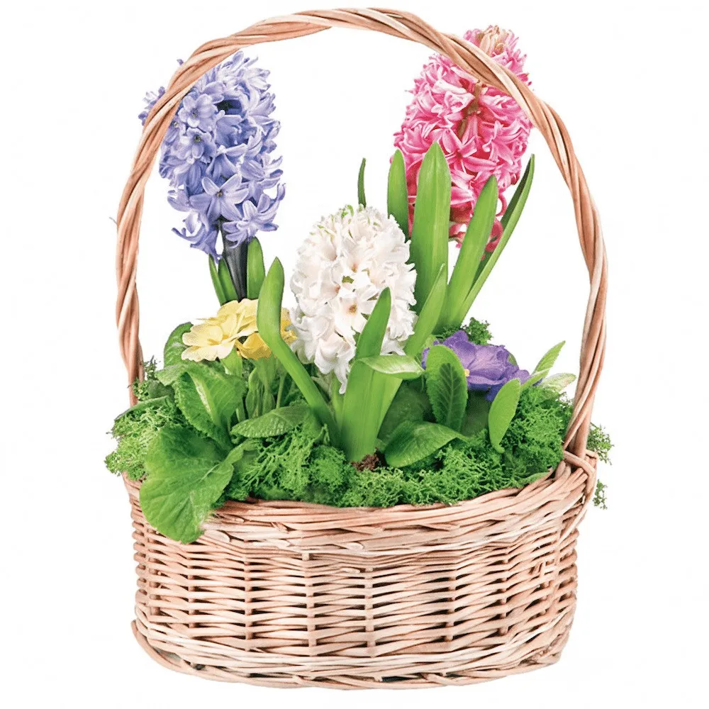 Colourful hyacinths and primroses in the basket, Composition Hyacinth
