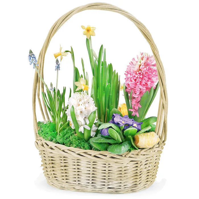 Spring composition in a basket, spring flowers in basket, hyacinths and daffodils