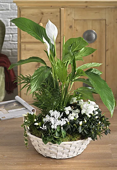 Composition of plant in basket