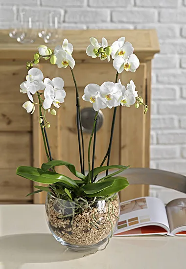 4 Orchid Branches