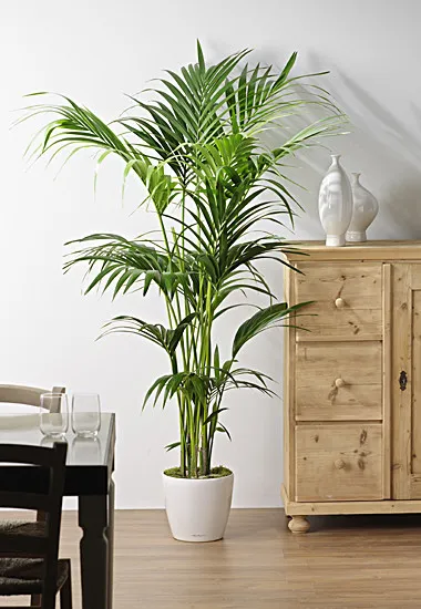 Kentia Plant