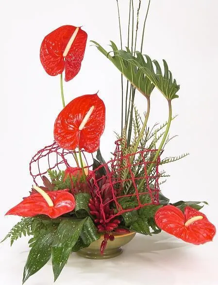 Anthurium - Izrael