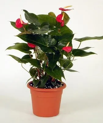 Anthurium - Israel