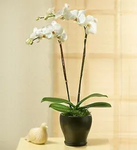 PHALEONOPSIS ORCHID PLAN IN POT WITH TWO STEMS - Turkey