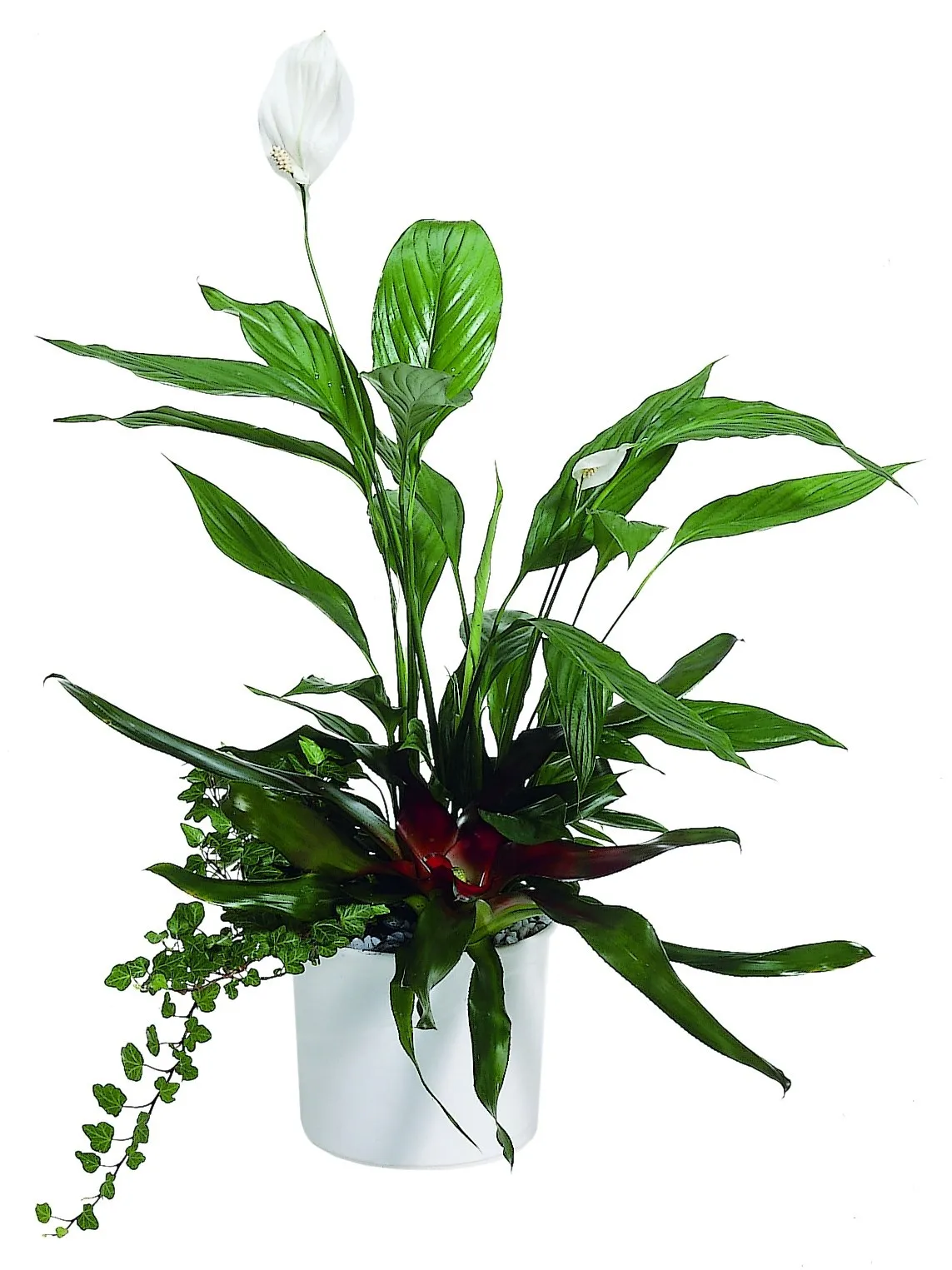 Arrangement of Plants - Russia