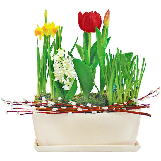 Christmas elegance, daffodil, hyacinth, sapphire, base, composition of flowers in a white vessel