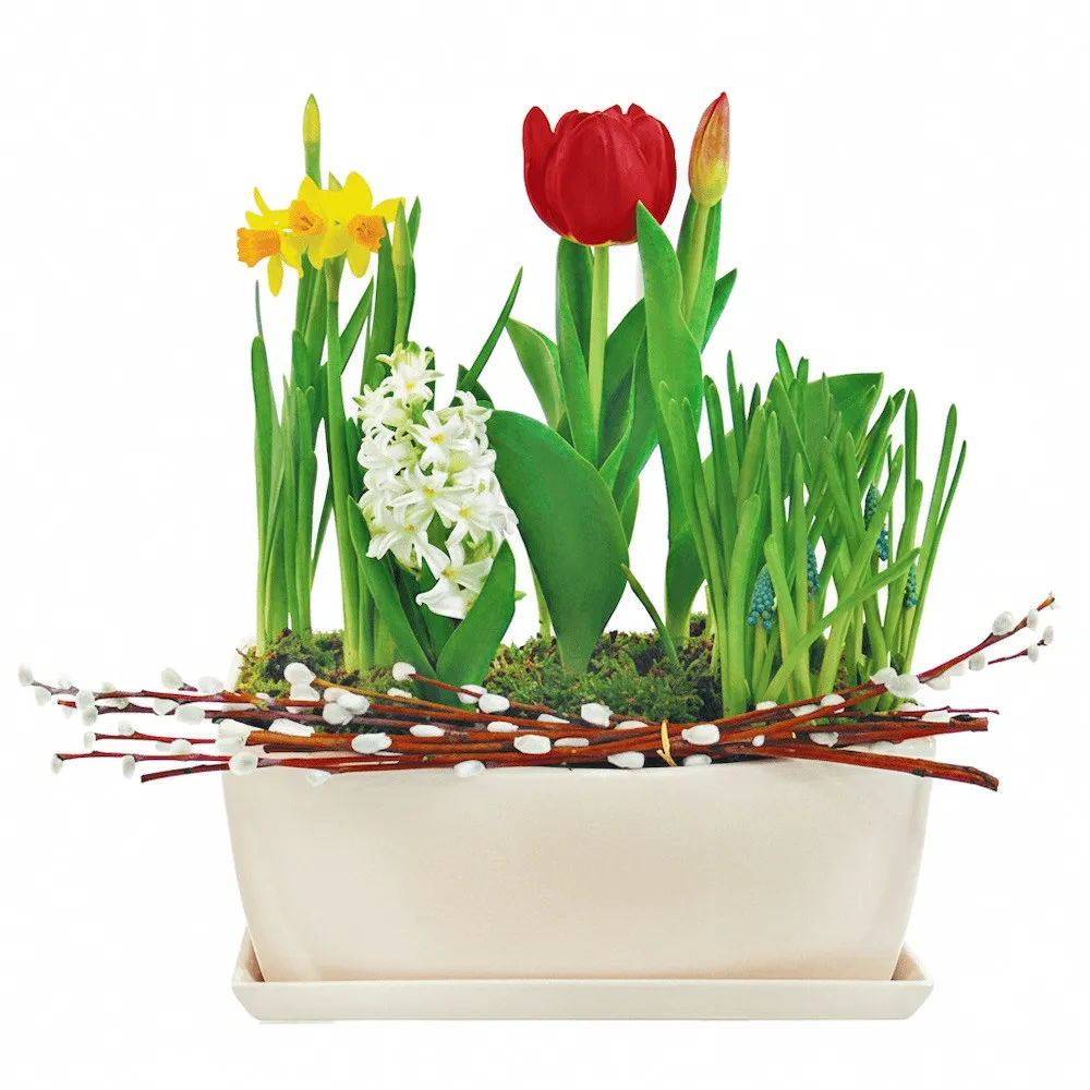Christmas elegance, daffodil, hyacinth, sapphire, base, composition of flowers in a white vessel