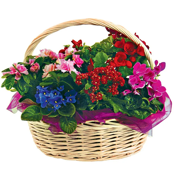 koszyk kwiatowych różności, kompozycja kwiatów w wiklinowym koszu, begonia, azalia, kalanchoe, fiołek, cyklameny