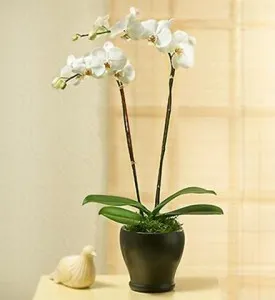 Orchidea w doniczce - Azerbejdżan