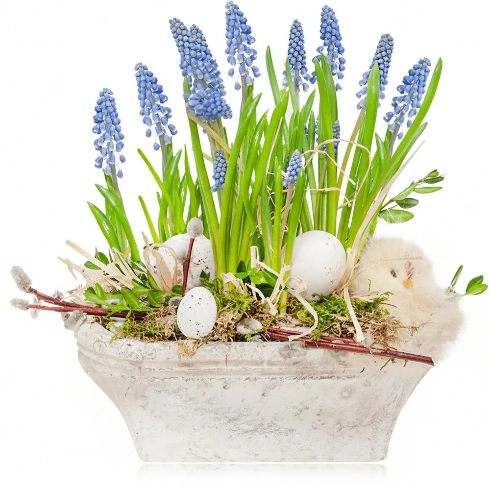 Easter arrangement Grape Hyacinths, hyacinth in a pot decorated with a chick, catkins, eggs, moss, raffia, boxwood in a container, Easter centerpiece