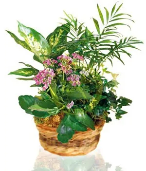 Arrangement of Plants - Azerbaijan
