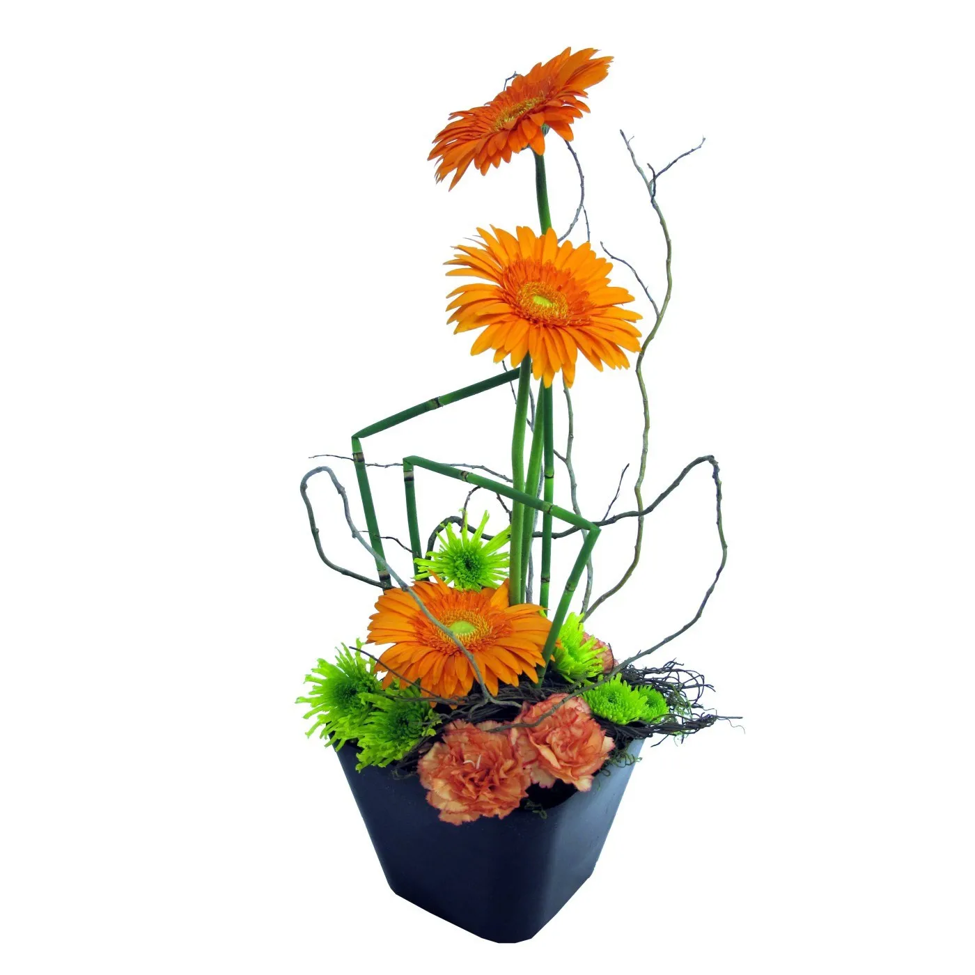 Gerbera Glee - Lesotho