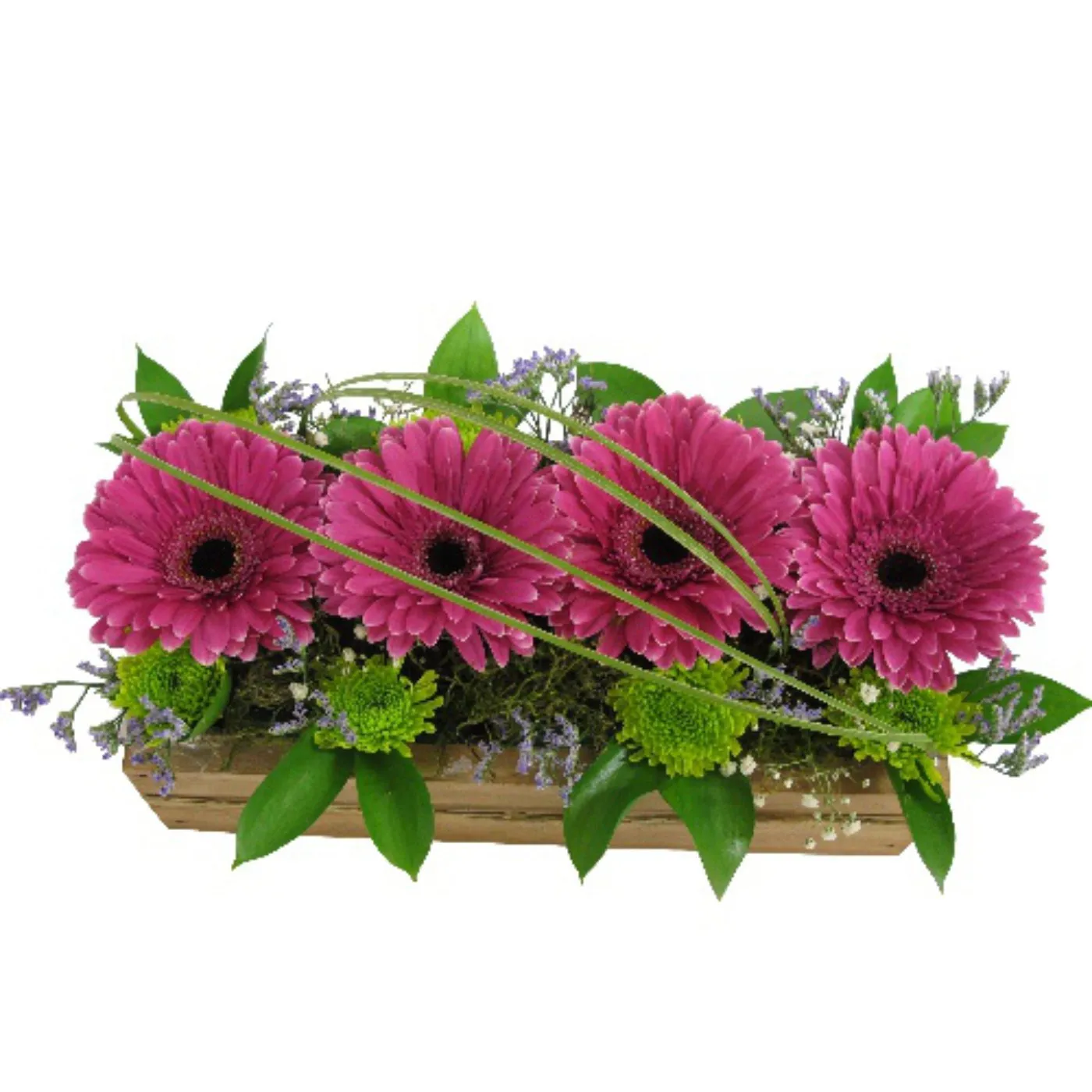 Gerberas in Box - Lesotho