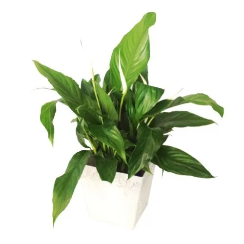 Spathiphyllum in ceramic vase (Subject to availability) - Lesotho