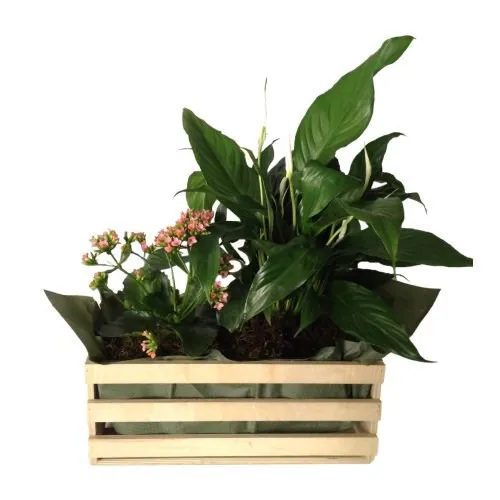 Mixed Plants In Box (Subject to availability) - Lesotho