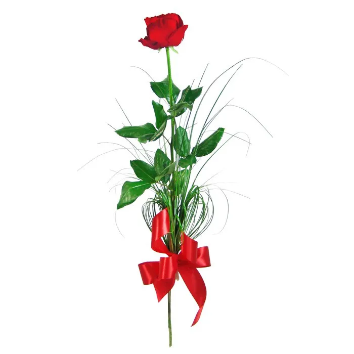 Elegant rose, red rose and green grass with ribbon
