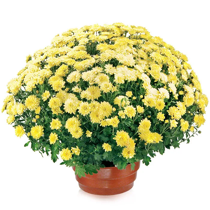 Flowerpot chrysanthemum, yellow flowerpot with chrysanthemum