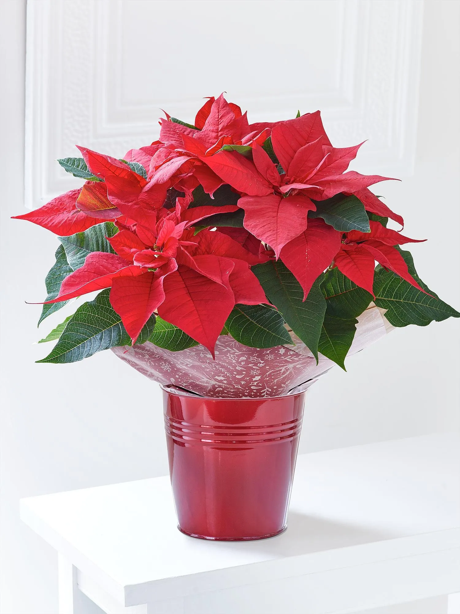 FESTIVE POINSETTIA TIN