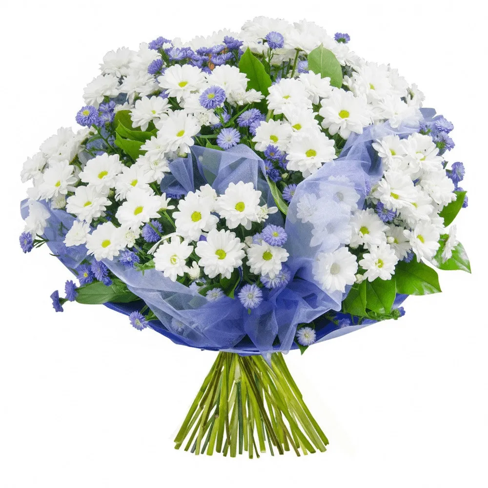Asters, white margaretes, organza, paper, decorative green in bouquet, spring bouquet, condolence bouquet