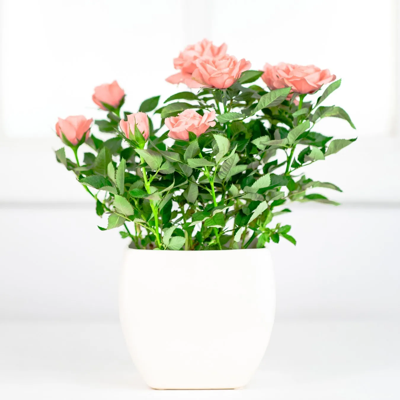 Rose - Belarus