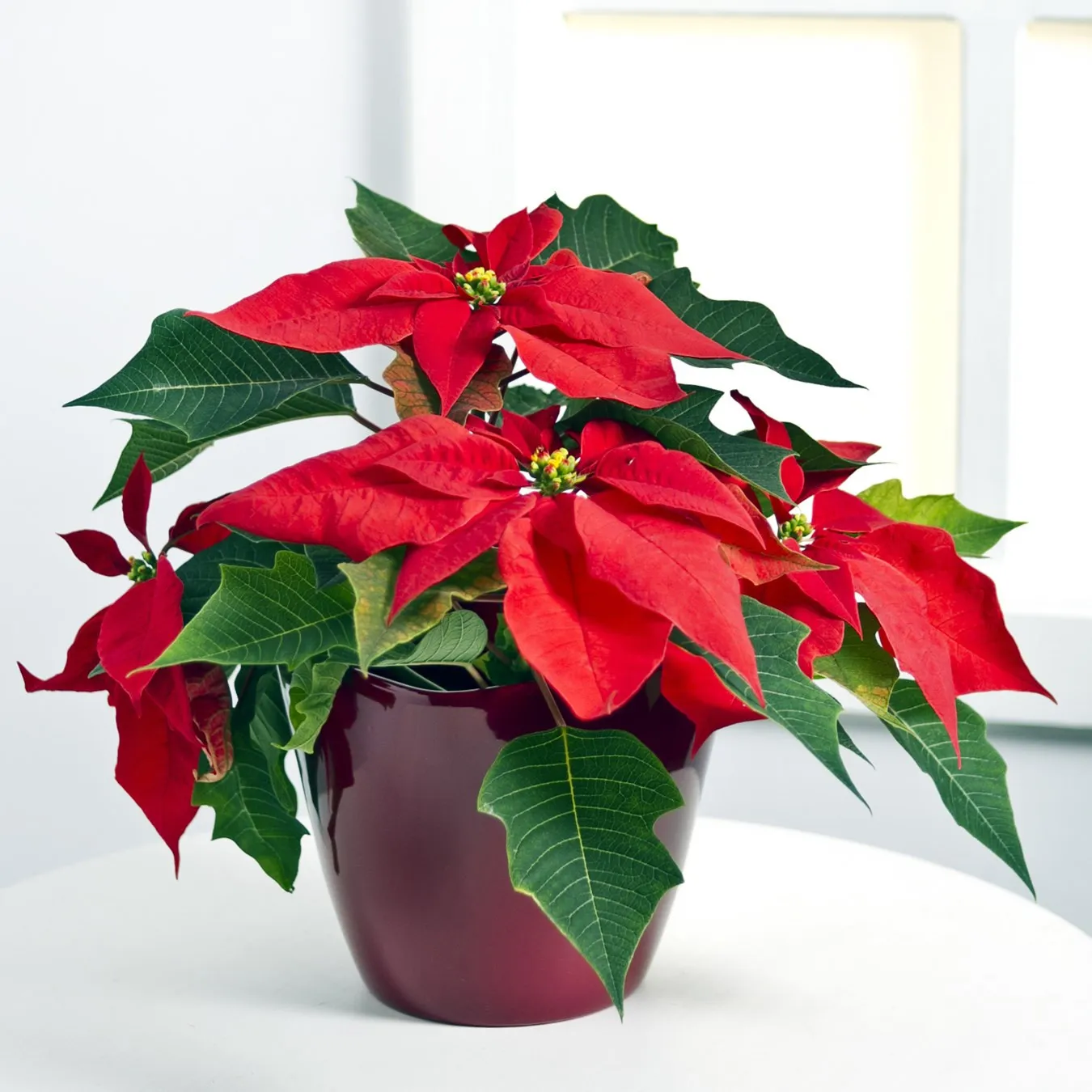 Red Poinsettia - Lithuania