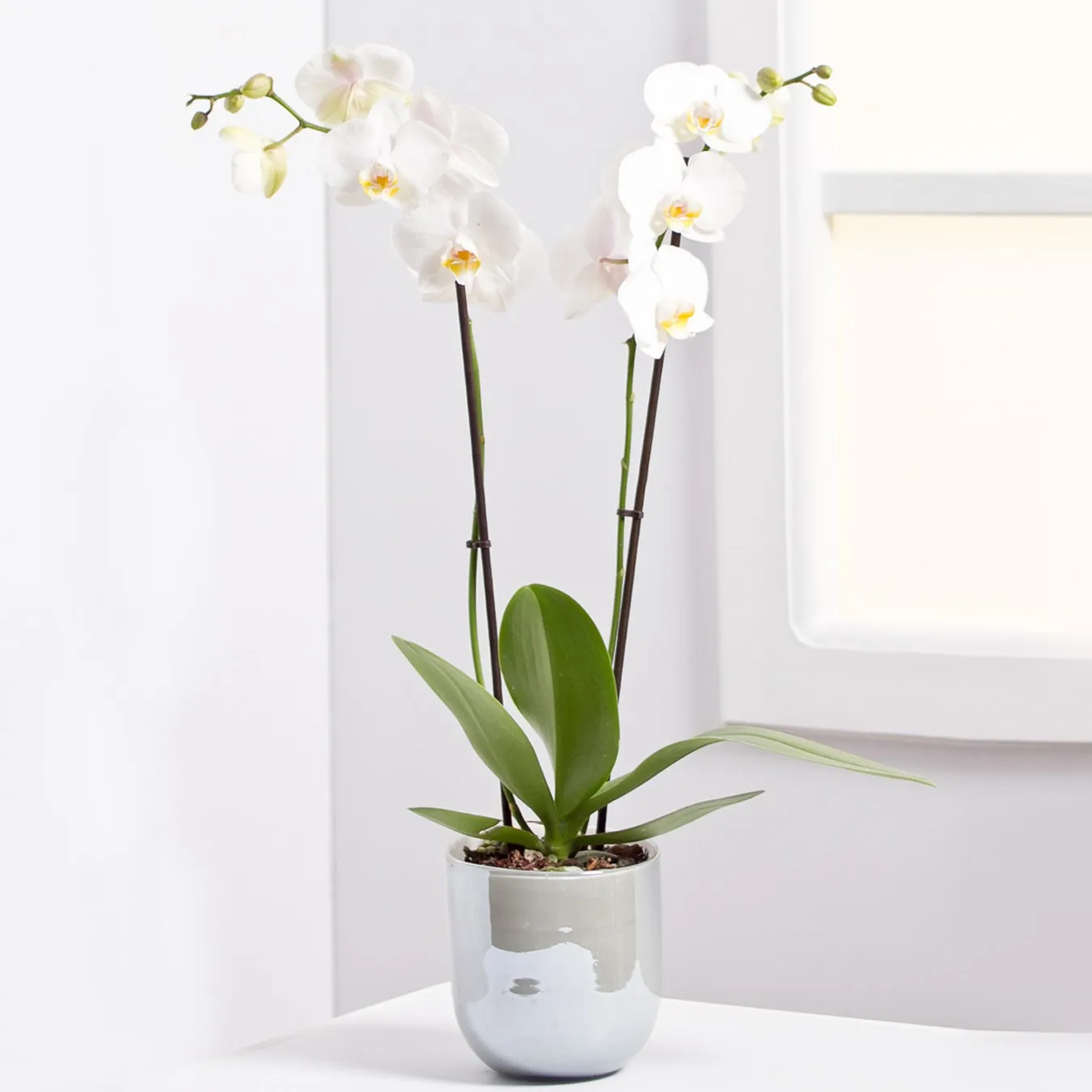 Orchid Plant - Latvia