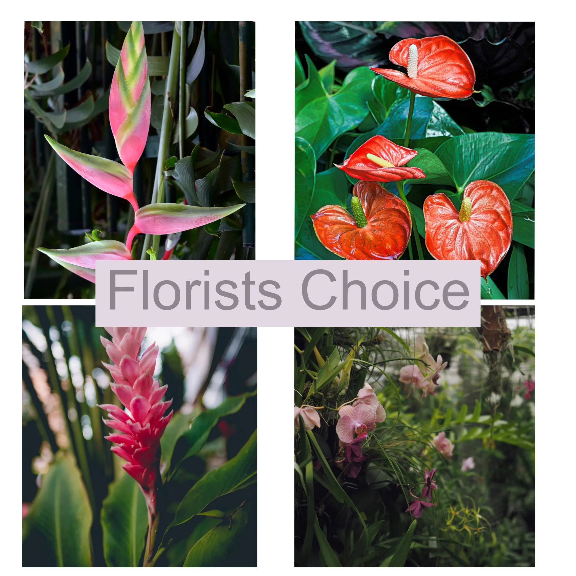 Florists Choice - Samoa