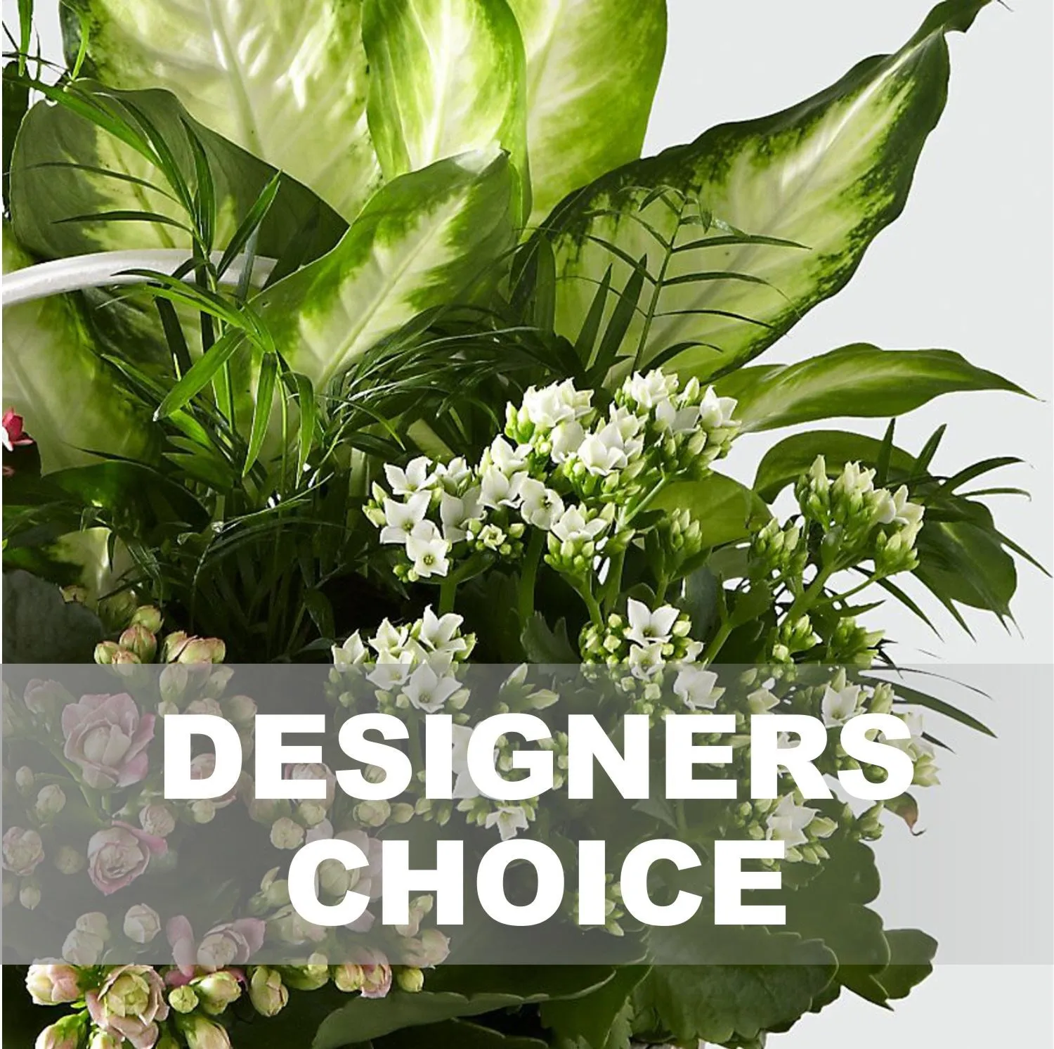 Roślina w okrągłej doniczce