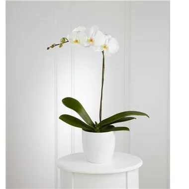 White Orchid Planter - Antigua & Barbuda