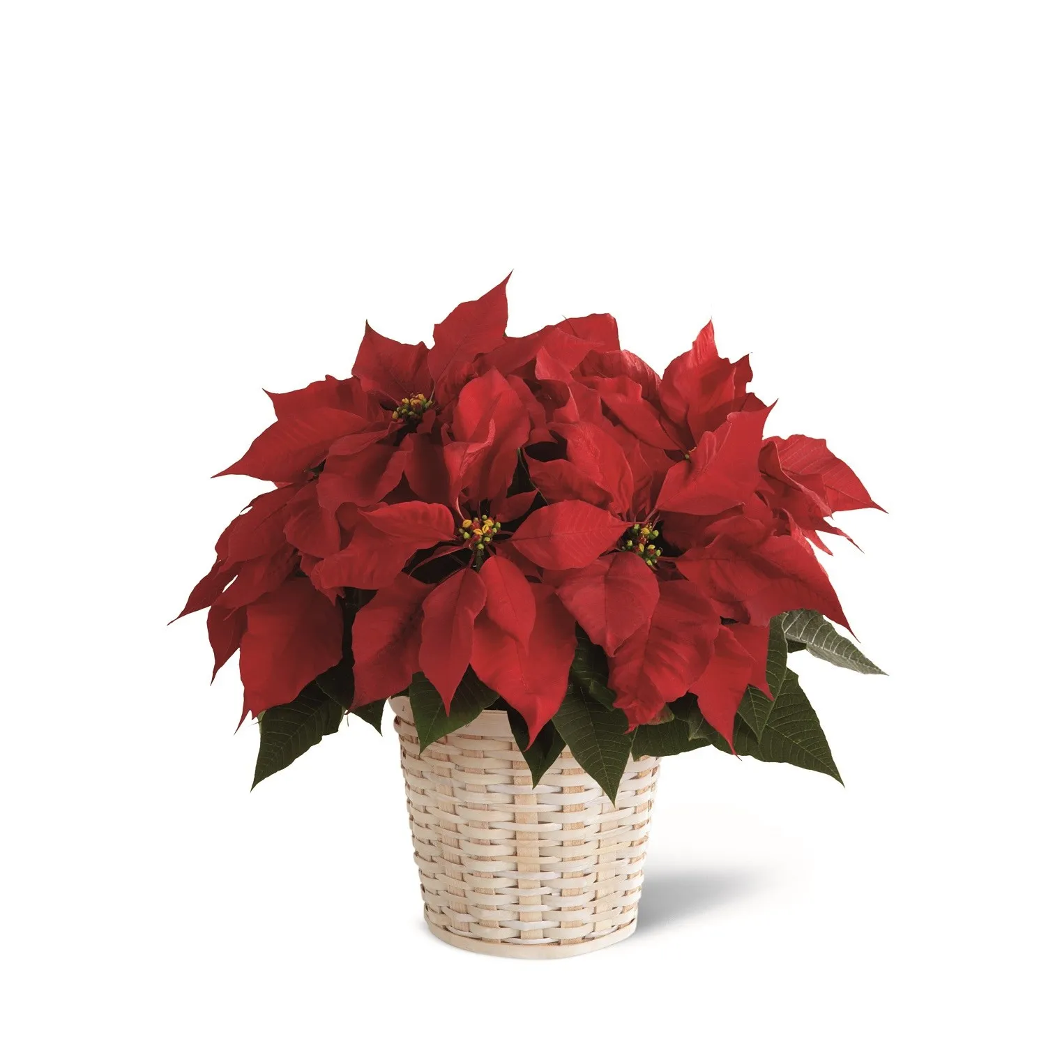 Red Poinsettia Basket Small - Mexico