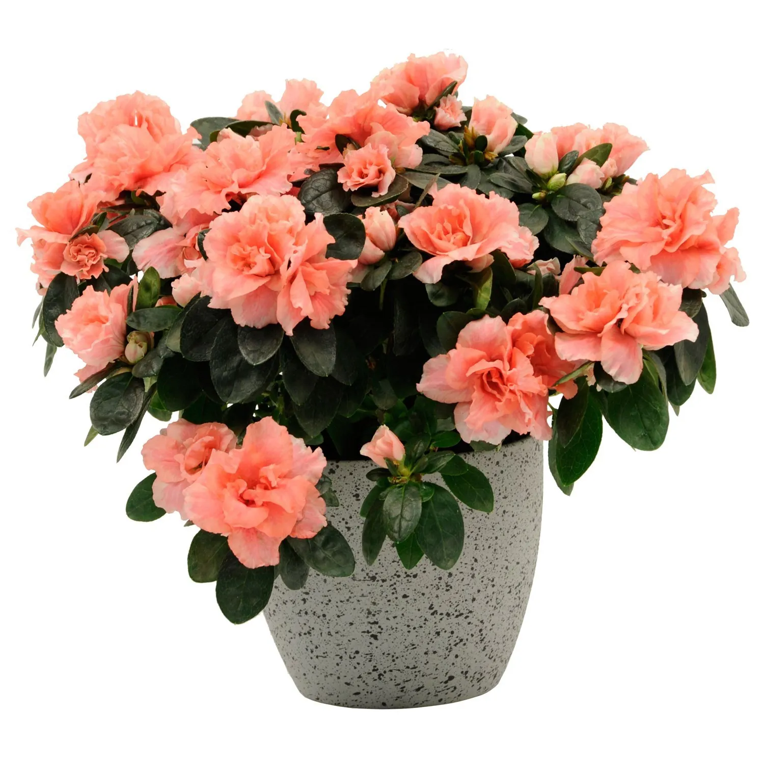 Azalea - Oman