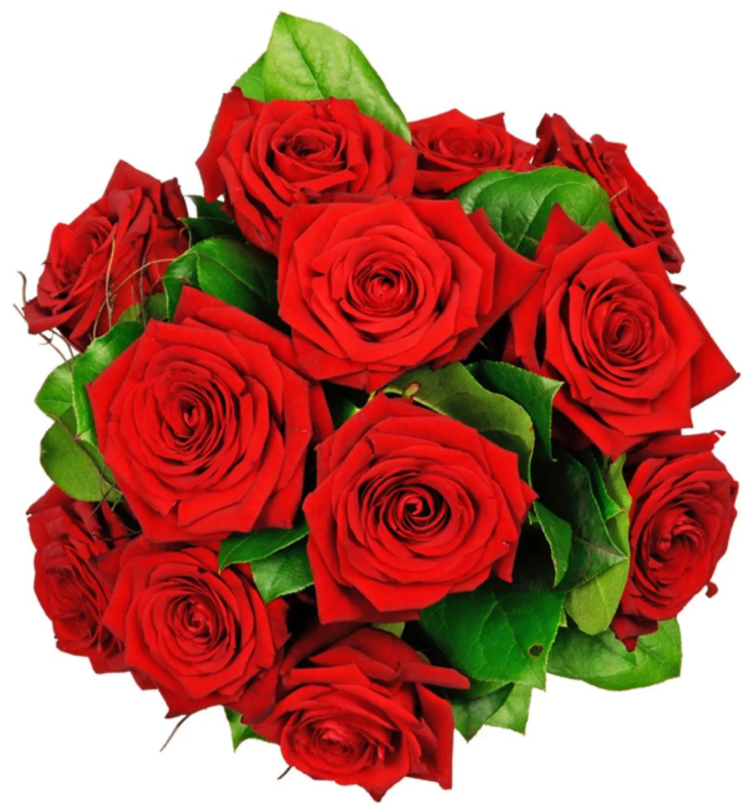 Tantalizing Red Roses - Albania