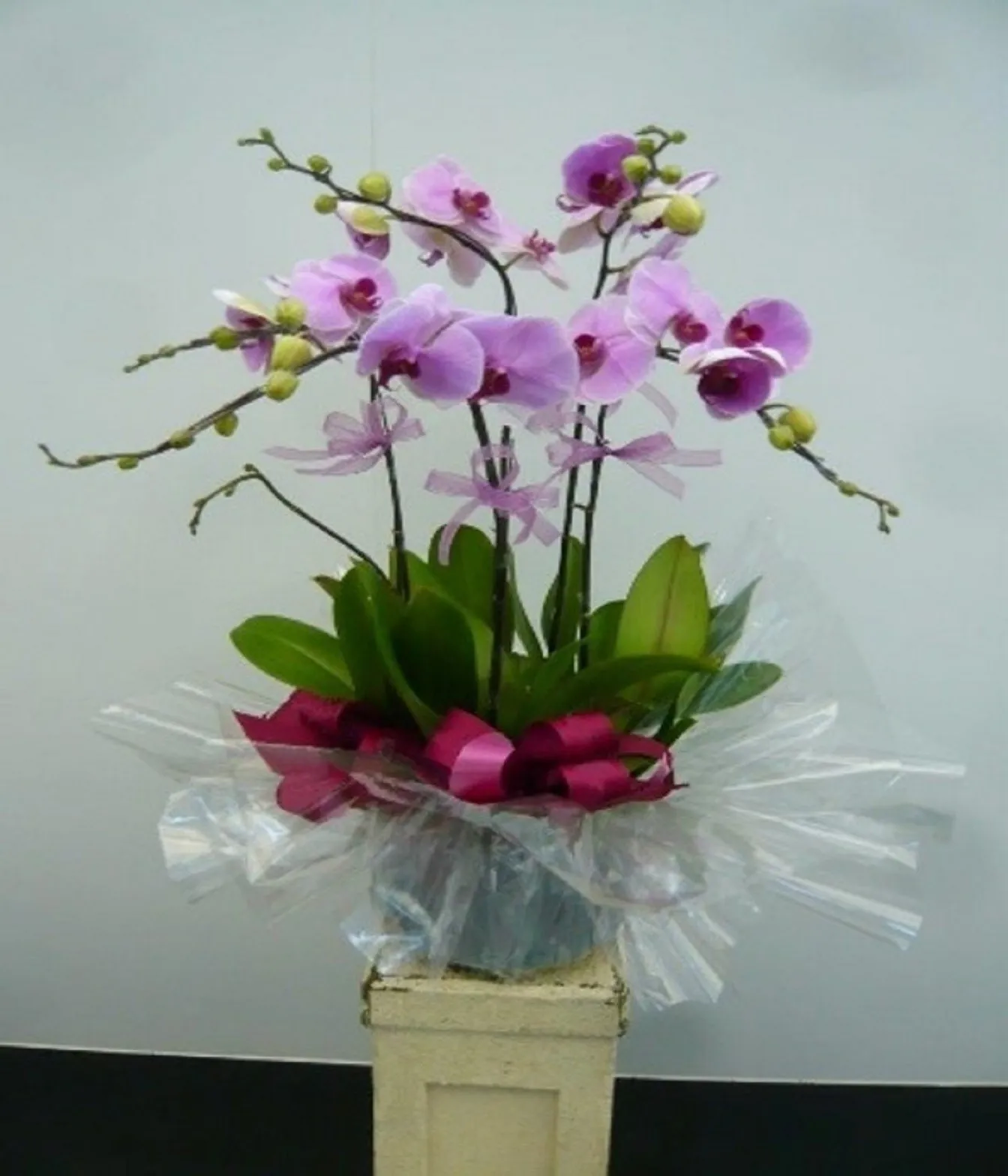 5 Stems Orchid Plant - Hong Kong SAR China