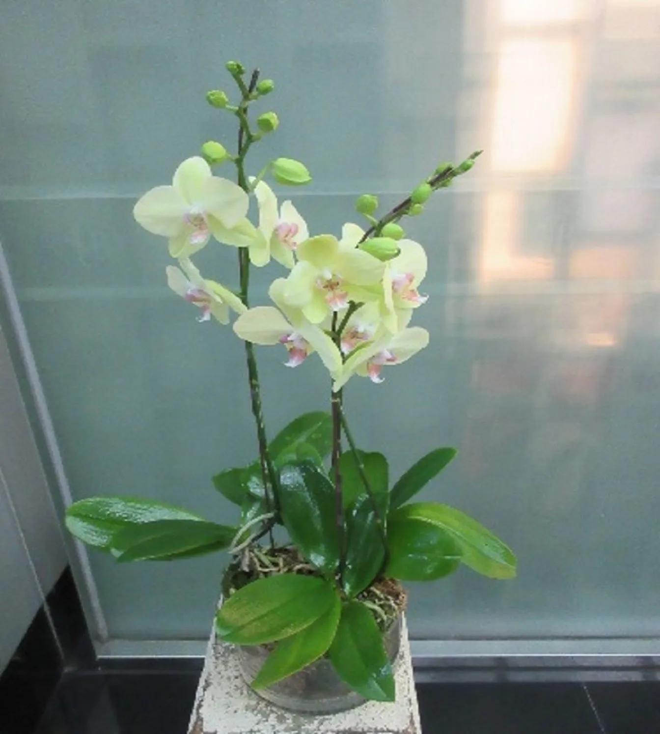 3 Stems Orchid Plant - Hong Kong SAR China
