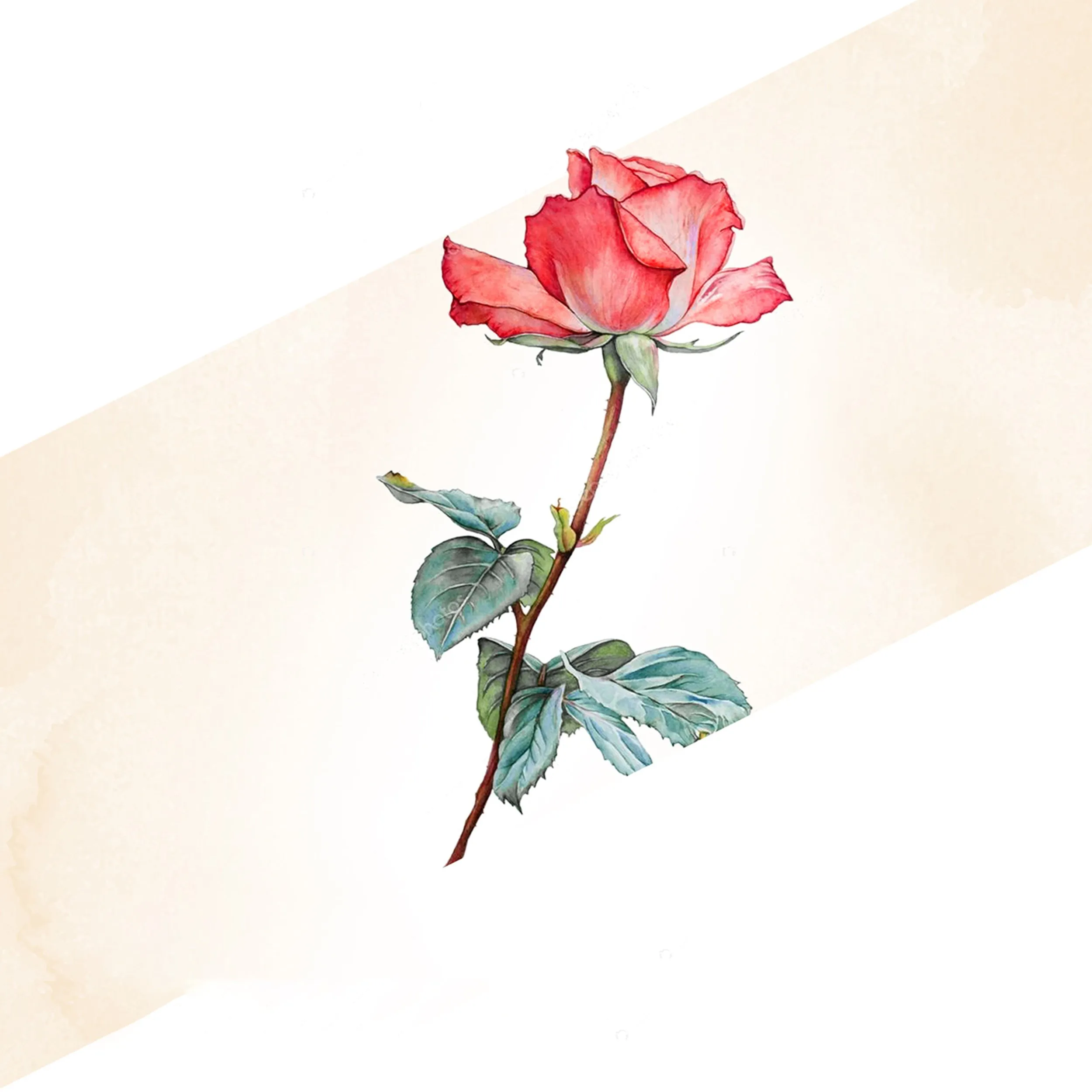 Single red rose - Switzerland