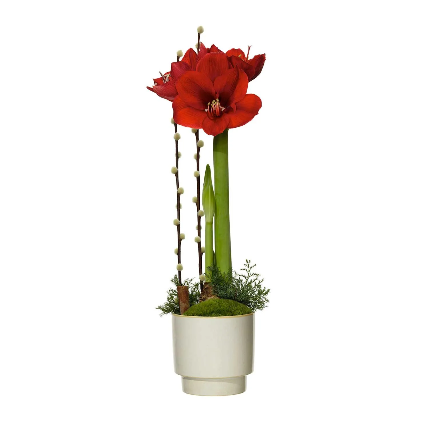 Christmas amaryllis - Sweden