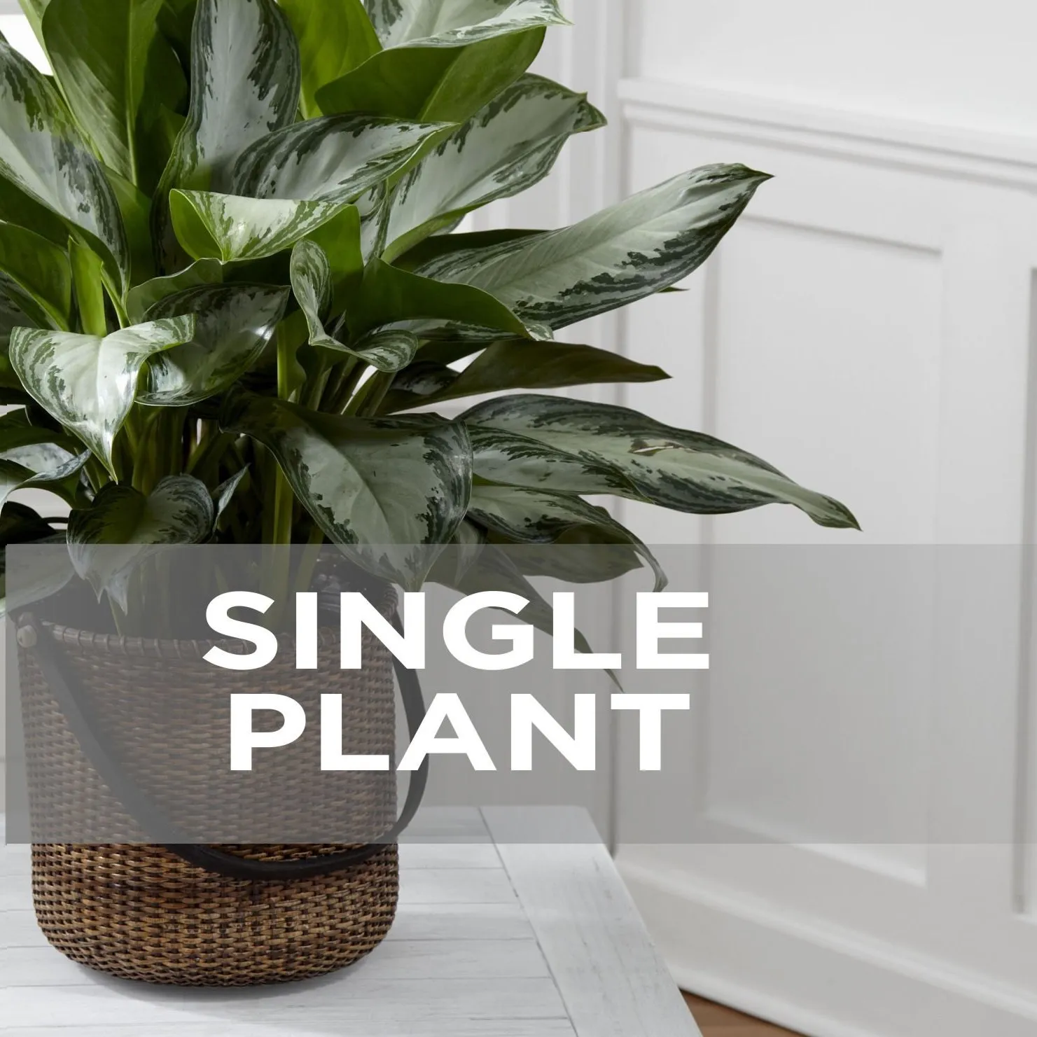 Single Plant - Antigua & Barbuda