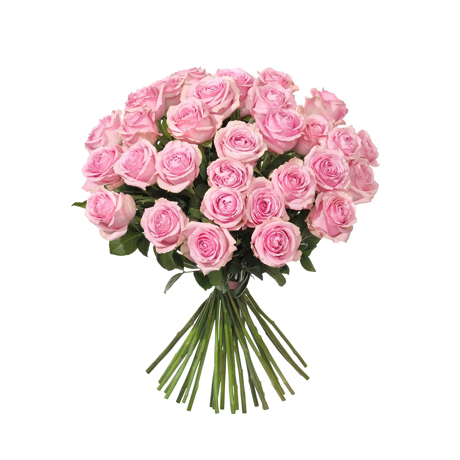 30 Pink Roses - Sweden