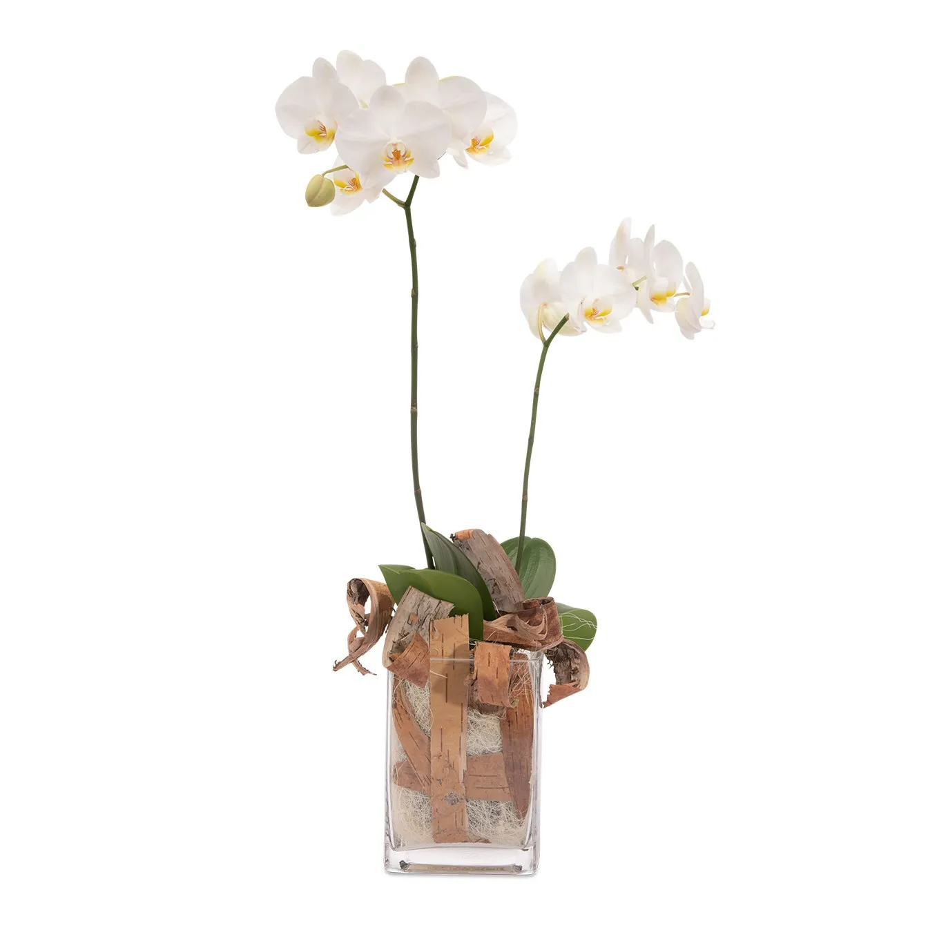biały storczyk, kwiaty do czech, poczta kwiatowa