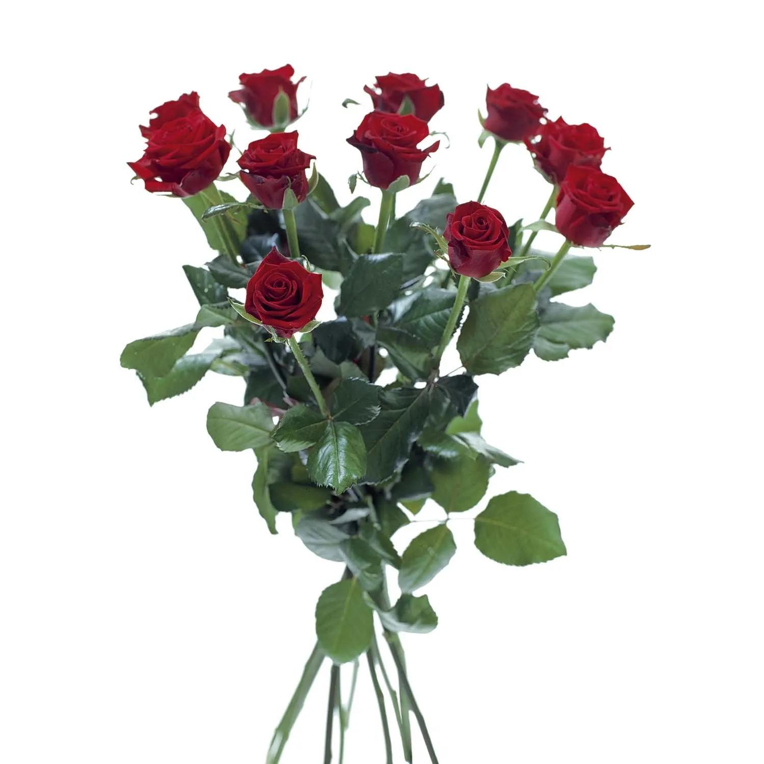 12 Medium Red Stem Roses - Sweden