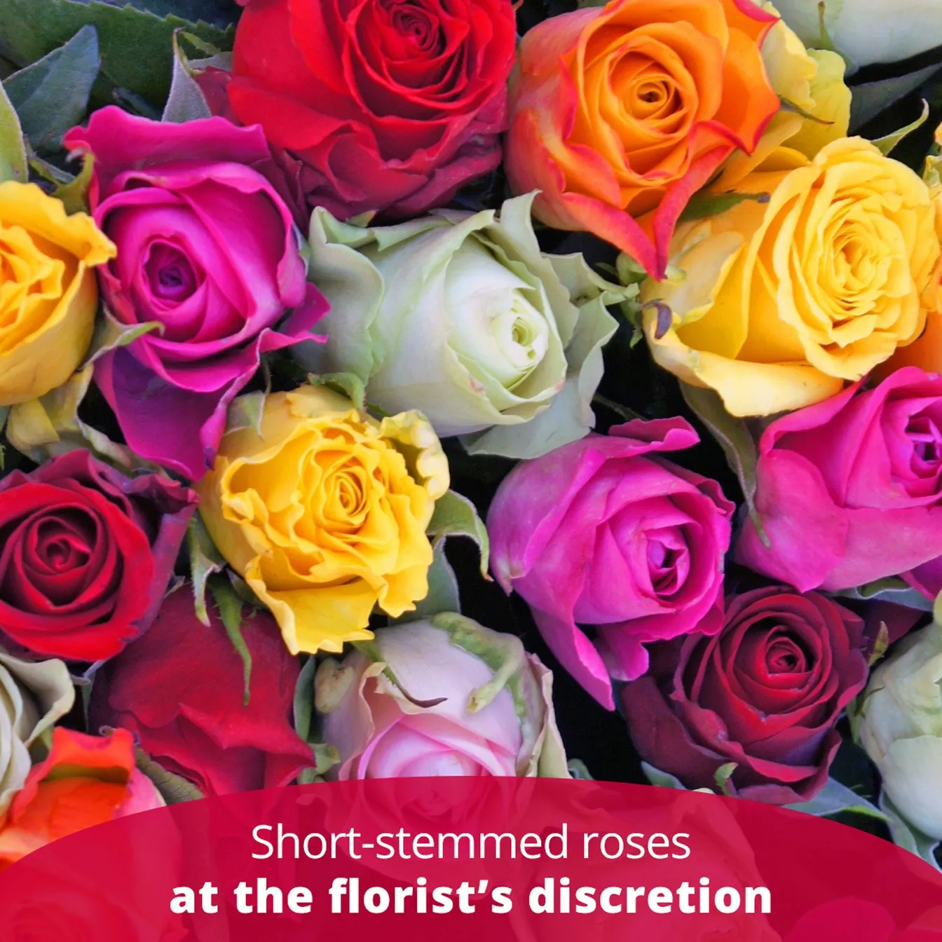 12 short stemmed roses - Italy