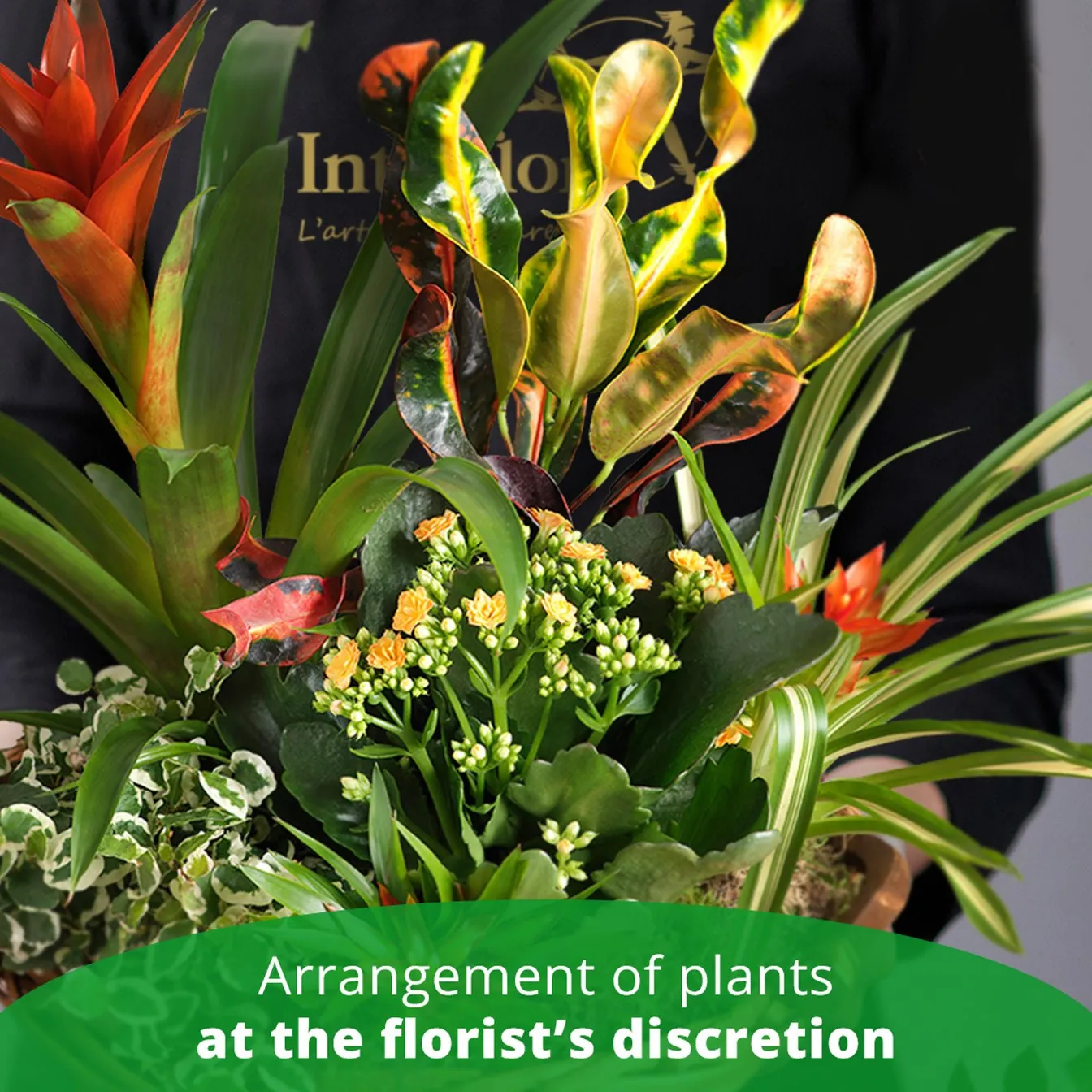 Arrangement of Plants - Italy