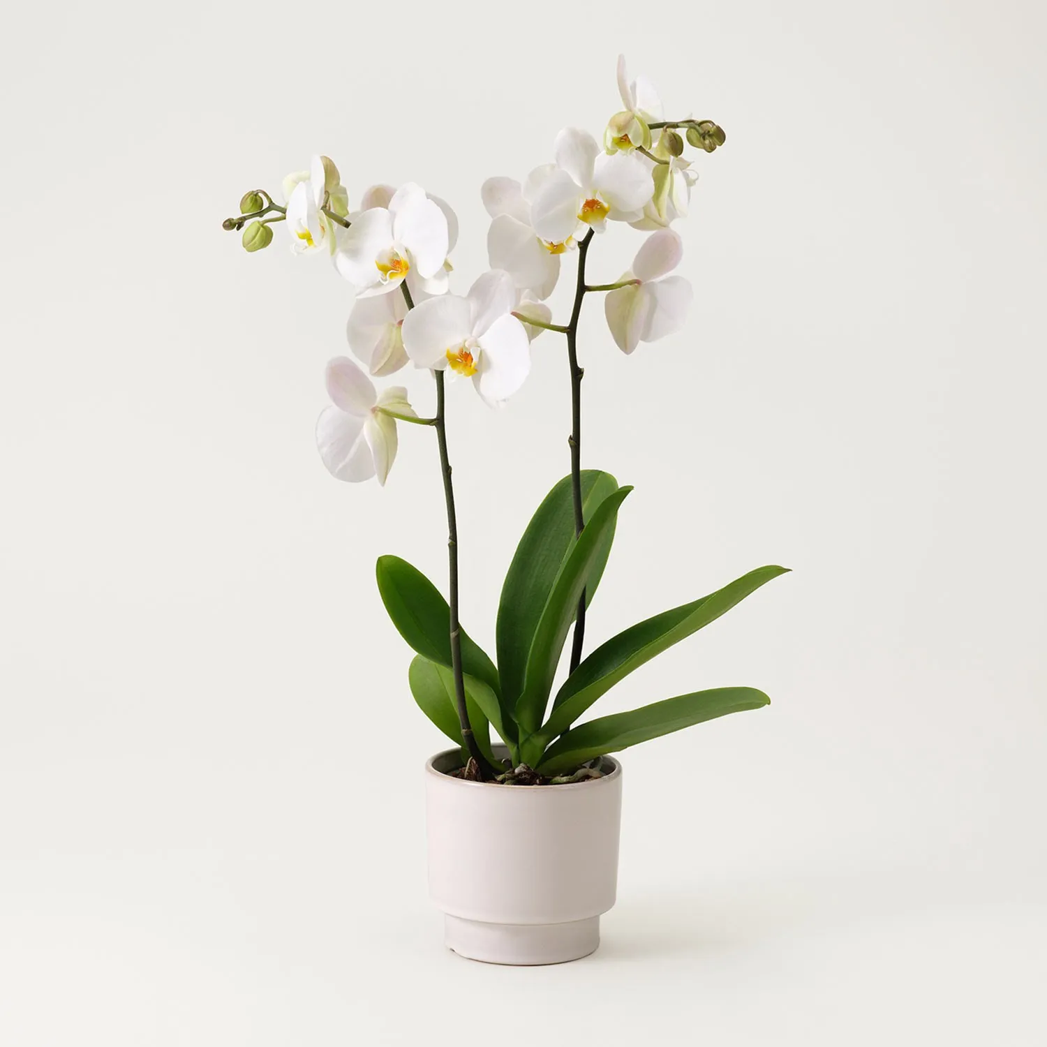 Single white plant Phalaenopsis - Sweden