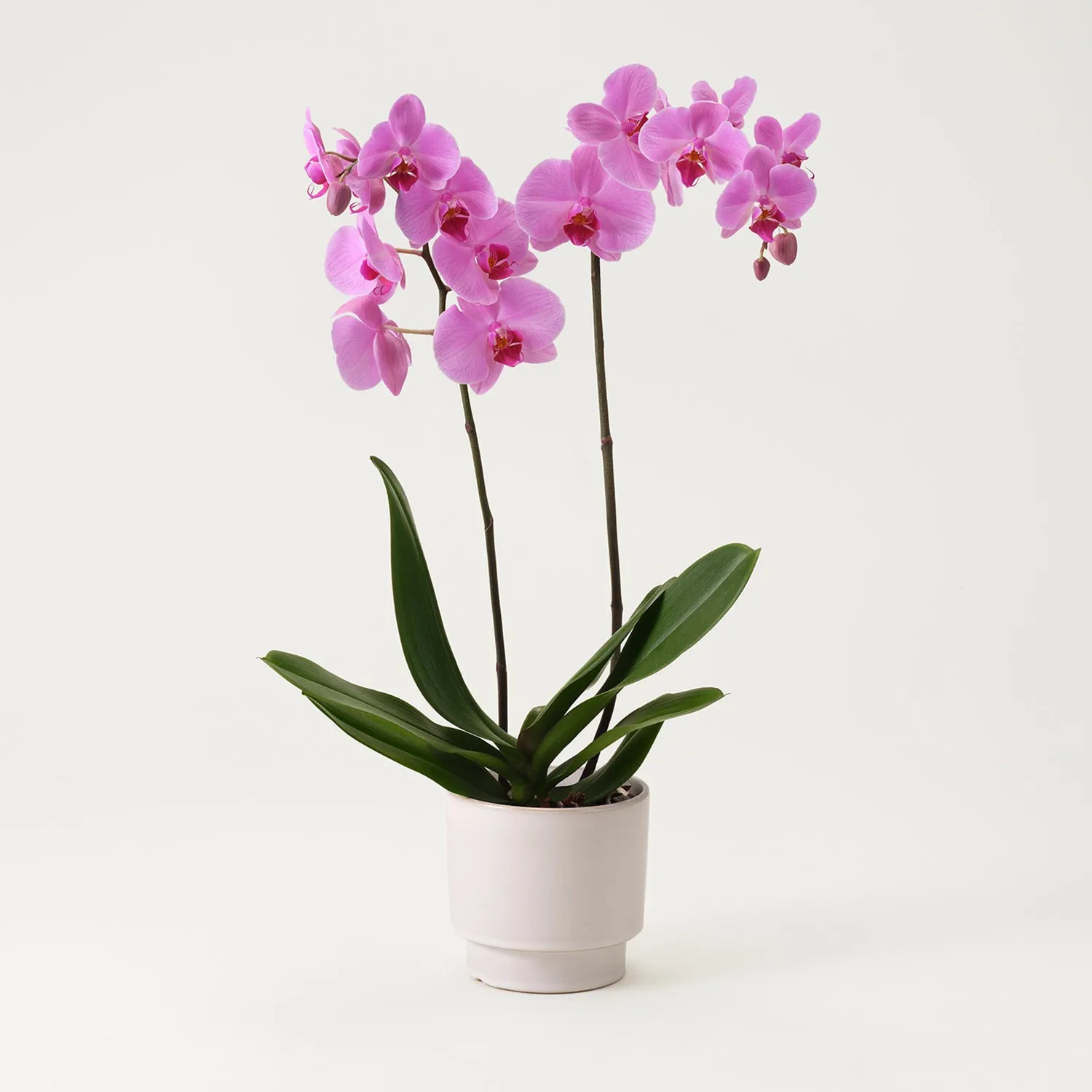 Single plant Phalaenopsis, pink - Sweden