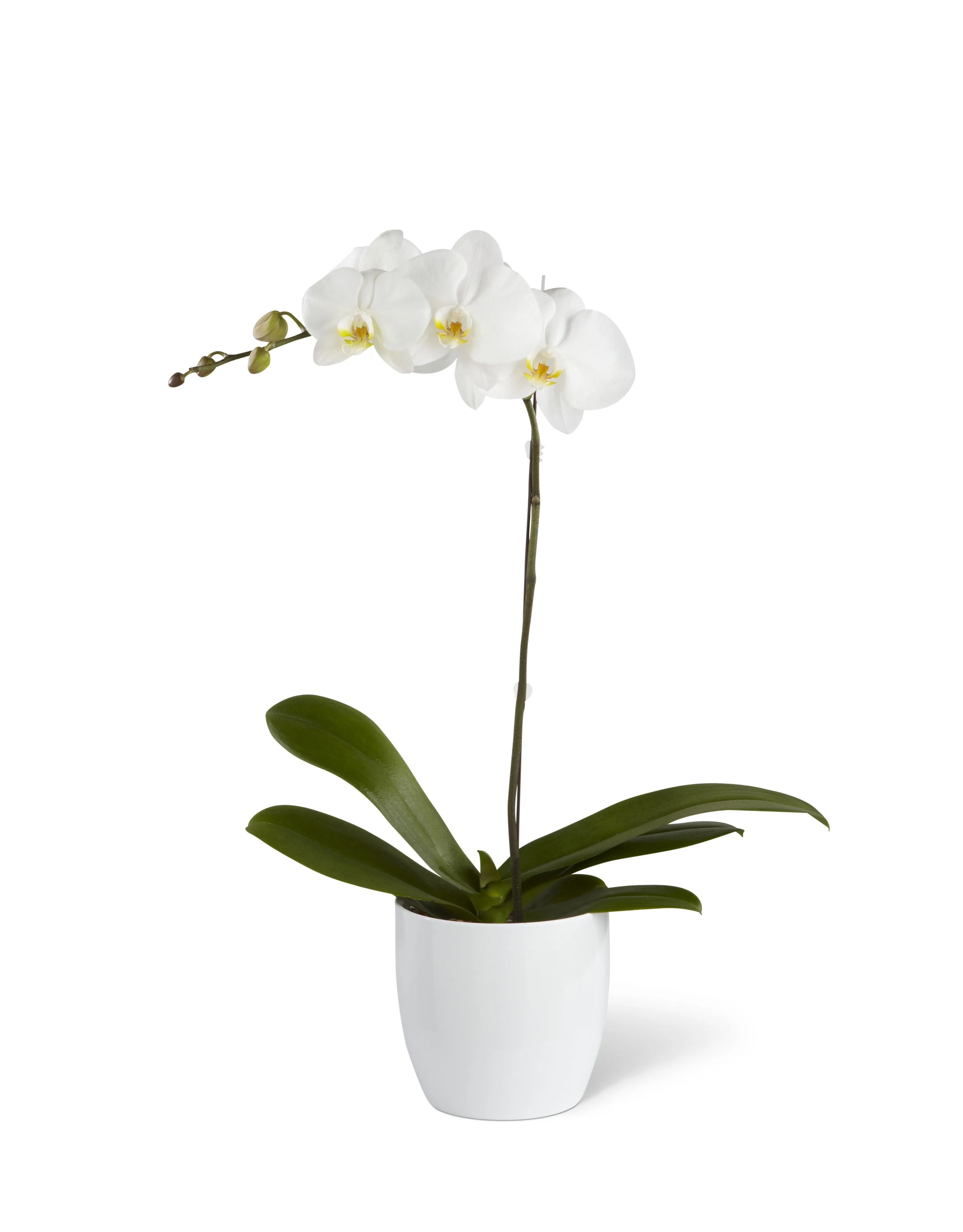 White Orchid Planter - St. Lucia