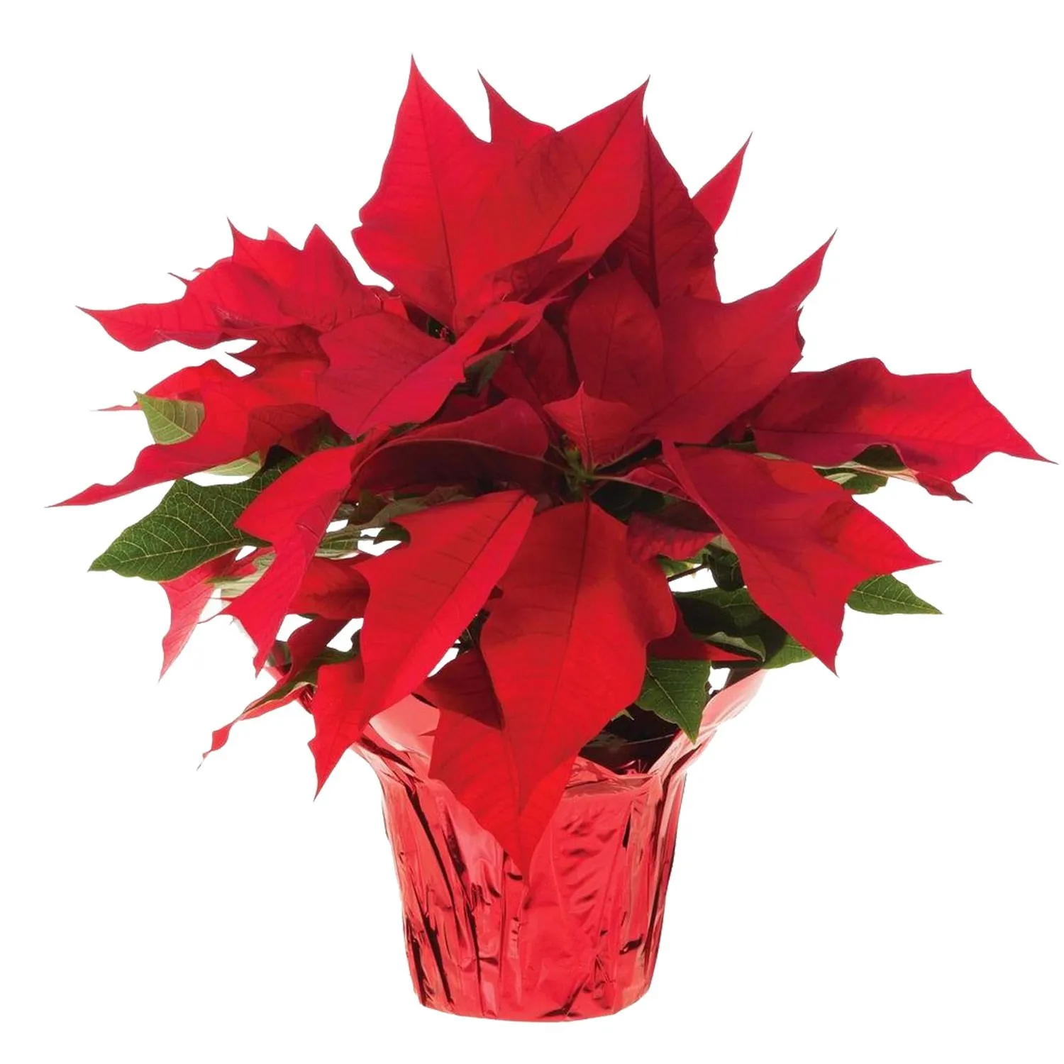 Red Poinsettia Christmas Style - Türkiye