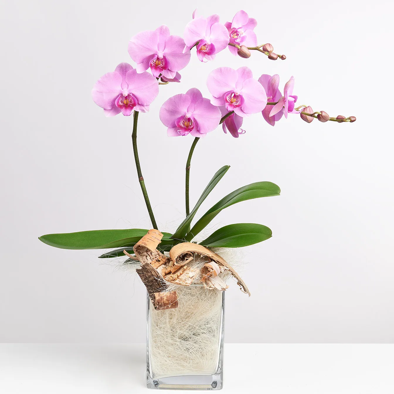 Pink orchid in vase