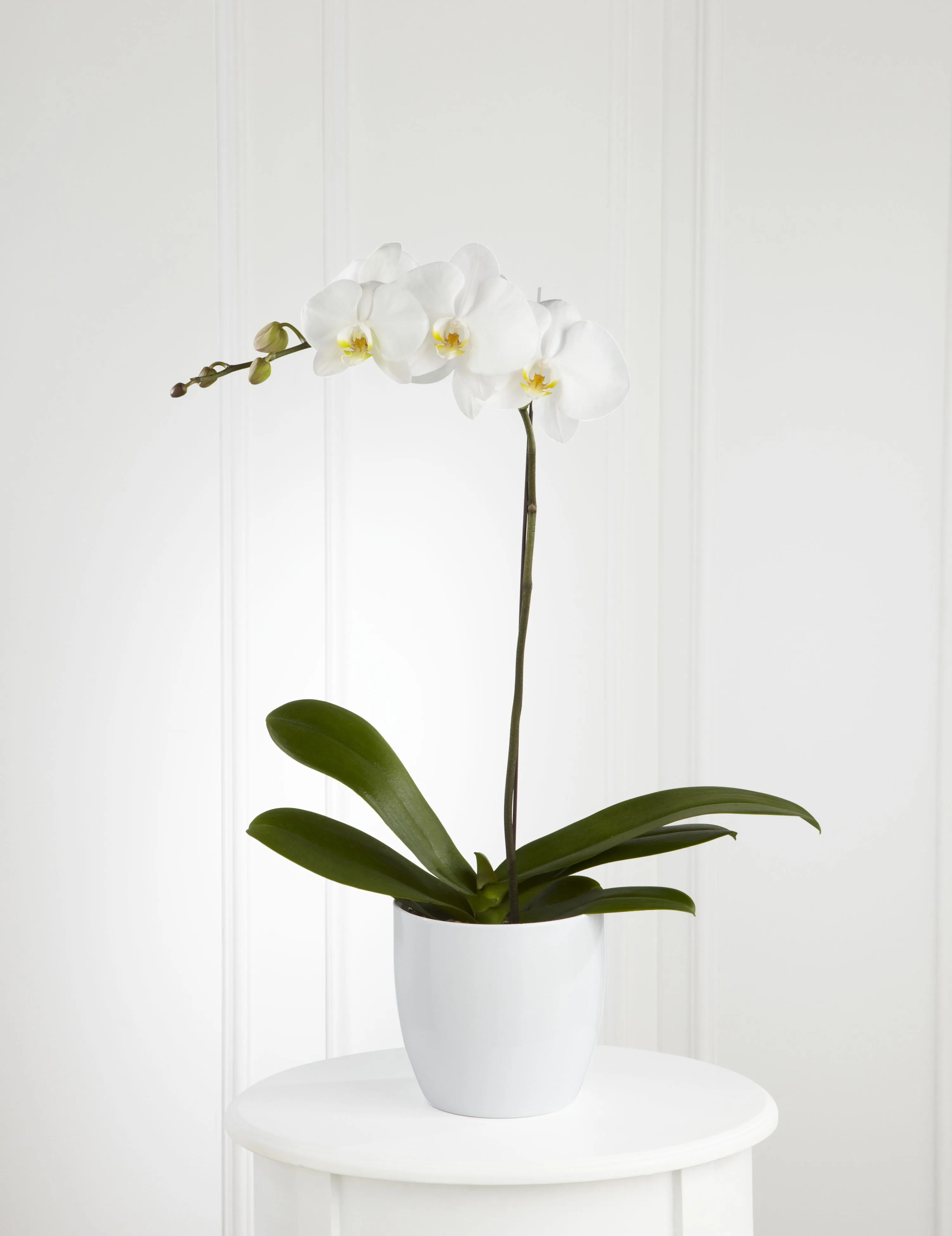 White Orchid Planter - Panama